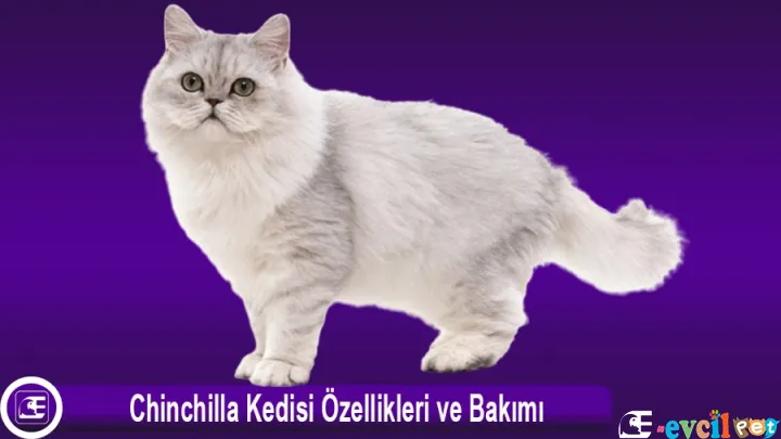 Chinchilla Kedi Türü