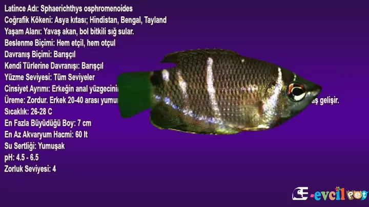 Çikolata Gurami (Sphaerichthys osphromenoides)