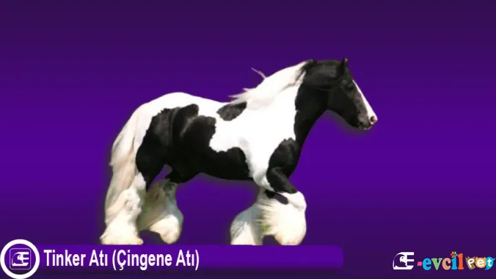 Çingene Atı