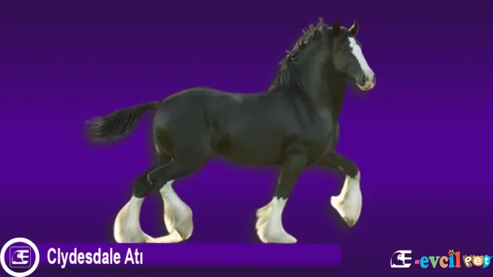 Clydesdale Atı