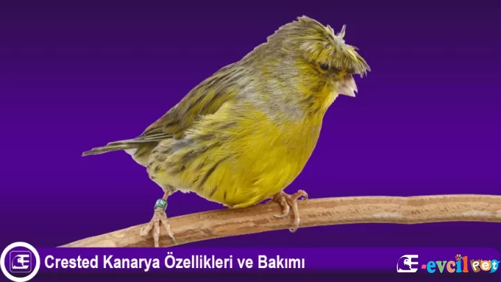 Crested Kanarya
