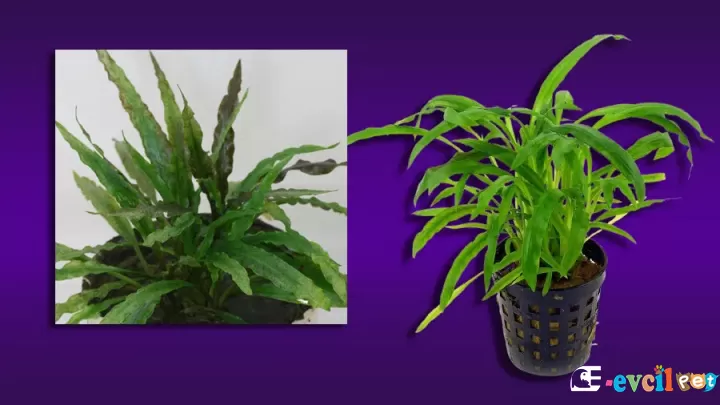 Cryptocoryne albida