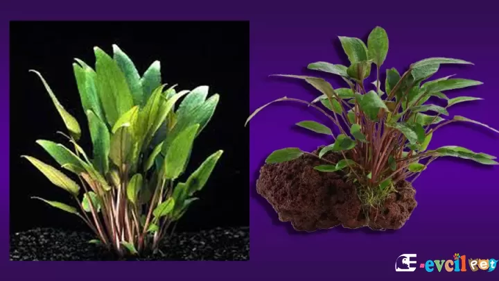 Cryptocoryne beckettii