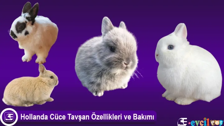 Cüce Tavşan