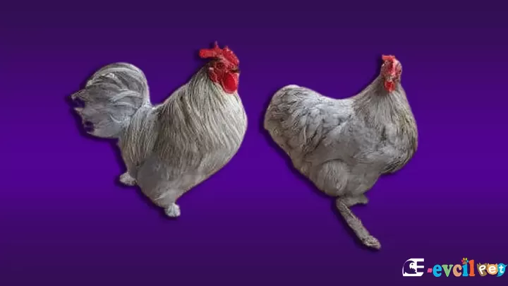 Cüece Cochin Tavuk Irkı