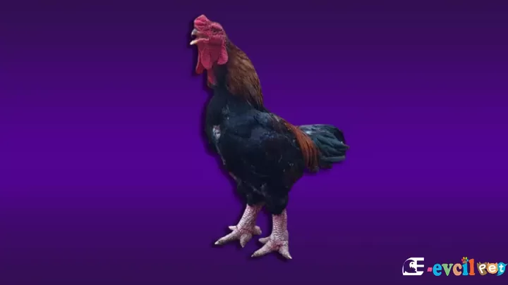 Dong Tao Tavuk Irkı (Ejderha Ayaklı Tavuk)