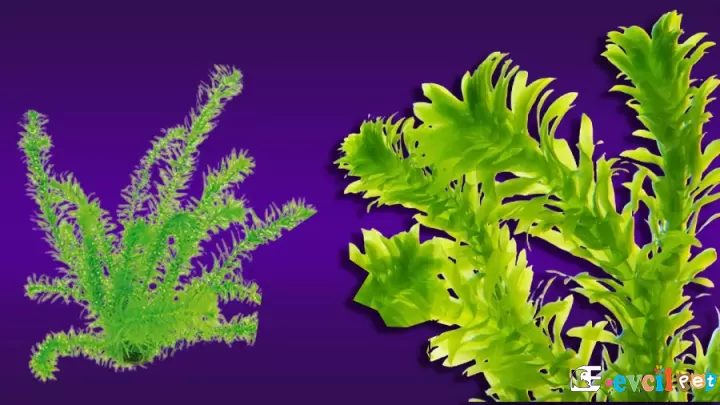 Elodea Bitkisi (Egeria Densa)
