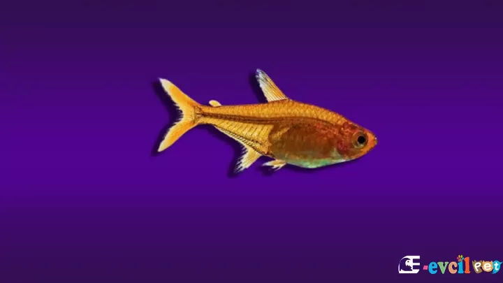Ember Tetra