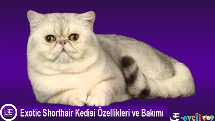 Exotic Shorthair Kedi Türü