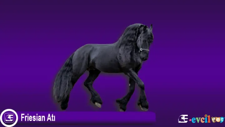 Friesian Atı