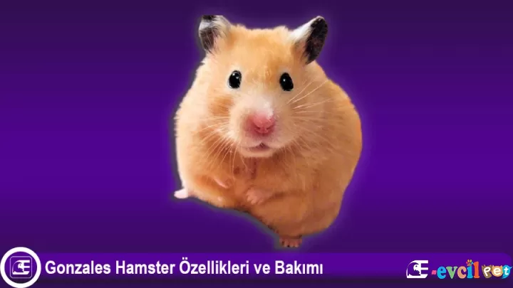 Gonzales Hamster Özellikleri ve Bakımı