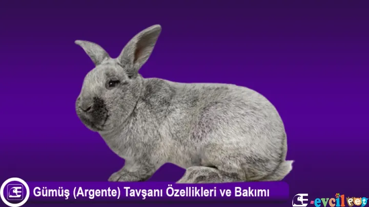Gümüş (Argente) Tavşanı Özellikleri ve Bakımı