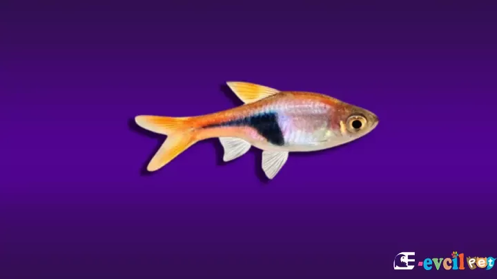 Harlequin Rasbora