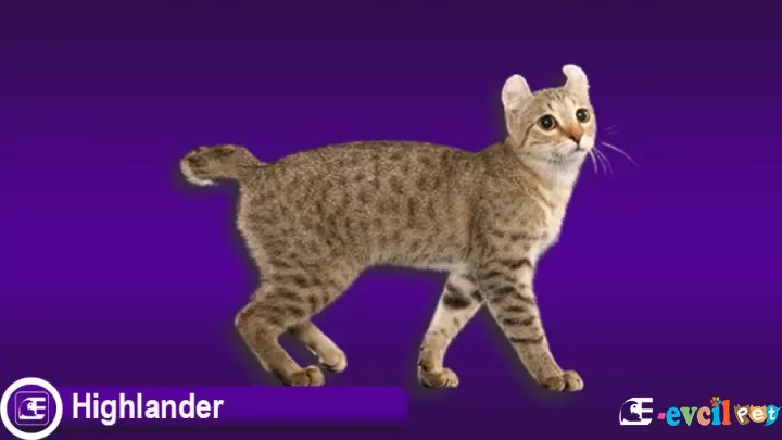 Highlander Kedi Cinsi