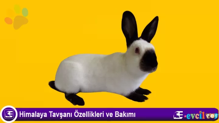 Himalaya Tavşanı Özellikleri ve Bakımı