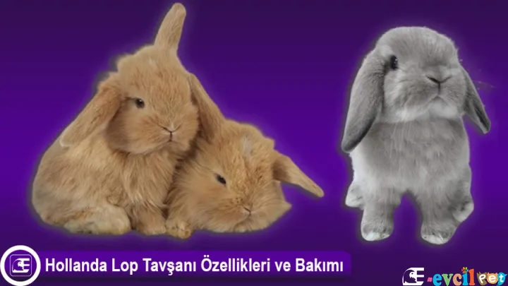 Hollanda Lop Tavşanı
