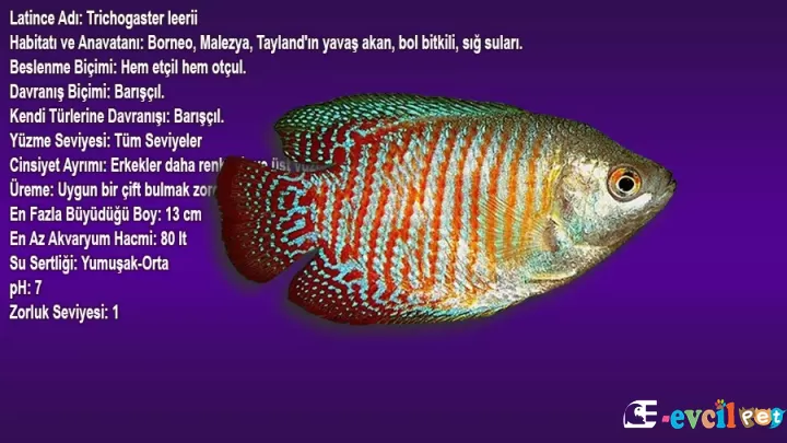 İnci Gurami (Trichogaster leerii)