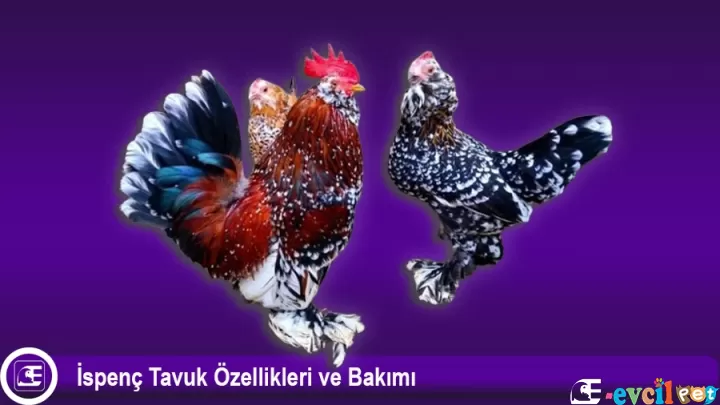 İspenç Tavuk