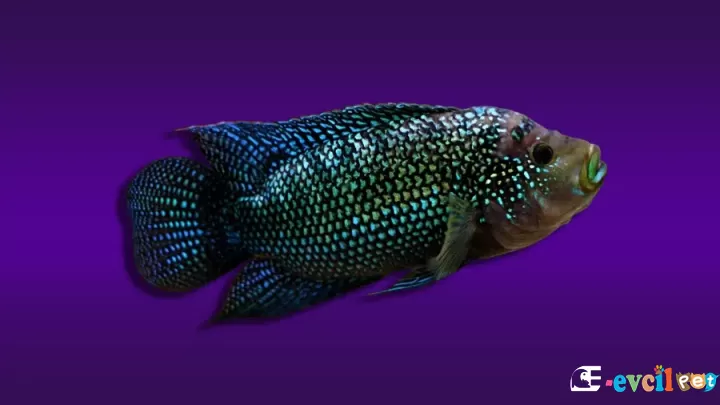 Jack Dempsey Balığı