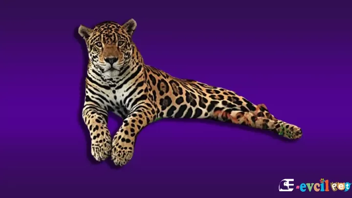Jaguar