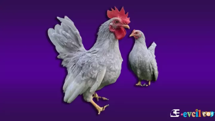 Japonez Tavuk Irkı