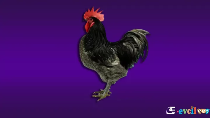 Jersey Giant Tavuk Cinsi