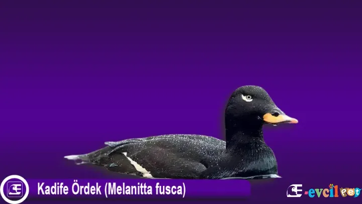 Kadife Ördek Melanitta fusca
