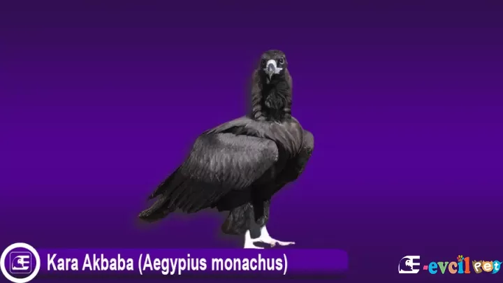 Kara Akbaba