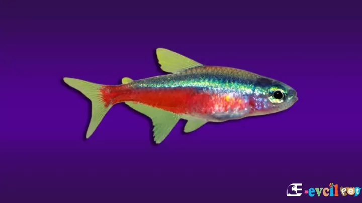 Kardinal Tetra