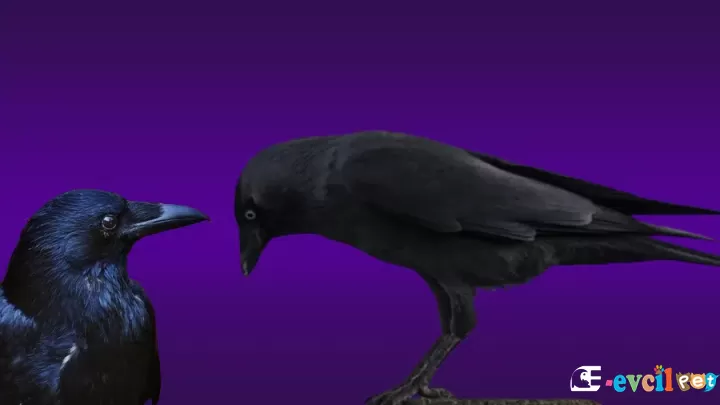 Karga