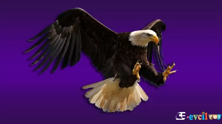 Kartal
