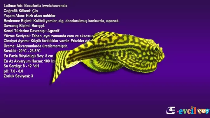 Kelebek Vatoz (Butterfly Hillstream Loach)
