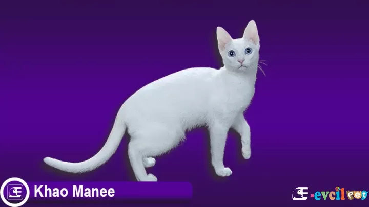 Khao Manee Kedi Cinsi