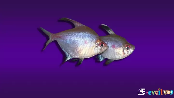 Hyphessobrycon erythrostigma (Kırmızı Tetra)