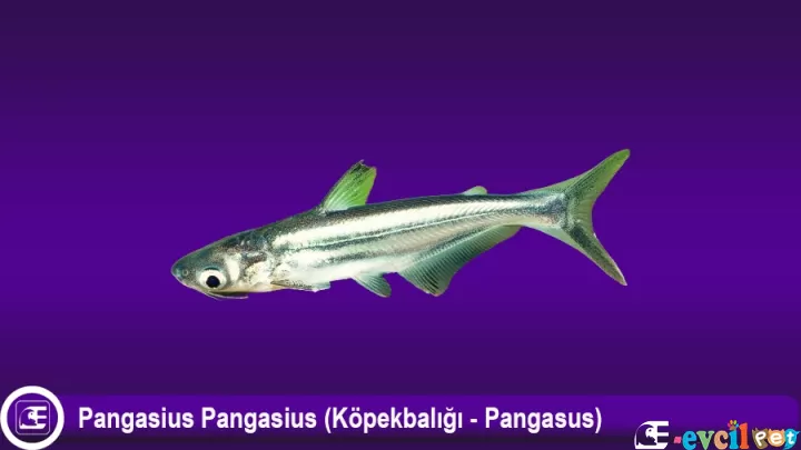 Köpekbalığı - Pangasus (Pangasius pangasius)