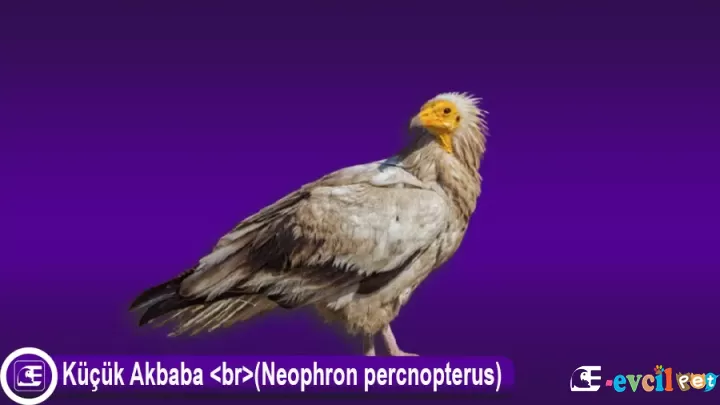 Küçük Akbaba Neophron percnopterus