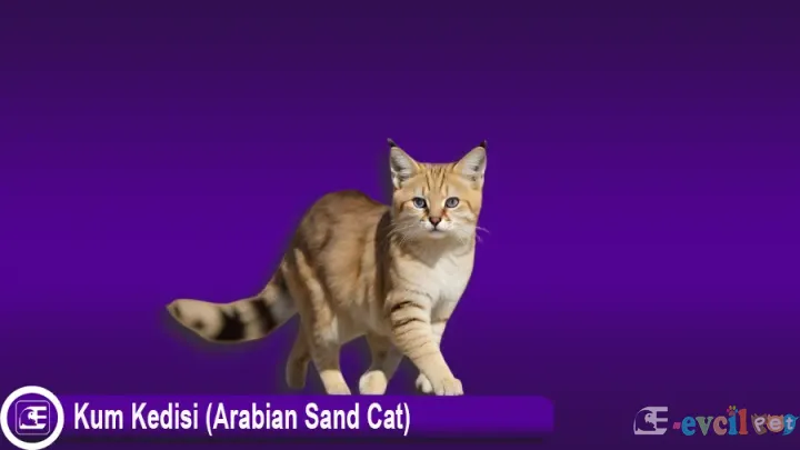 Kum Kedisi (Arabian Sand Cat)