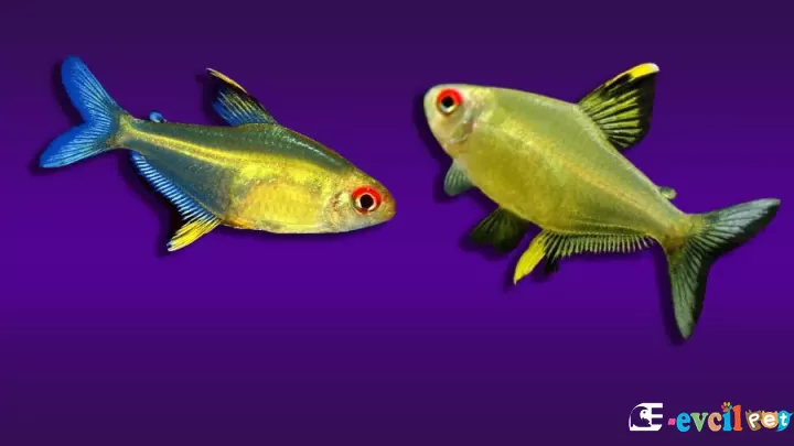 Limon Tetra