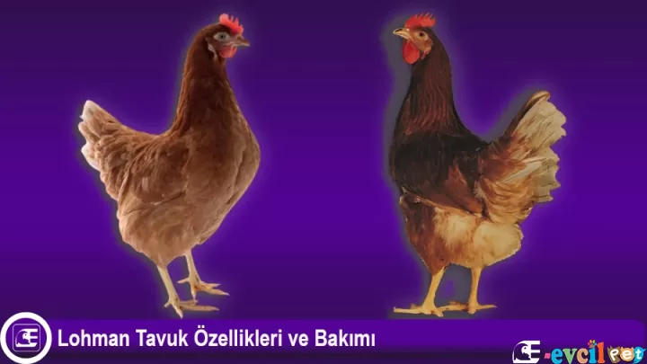 Lohman Tavuk Özellikleri