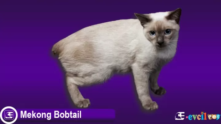 Mekong Bobtail Kedi Cinsi