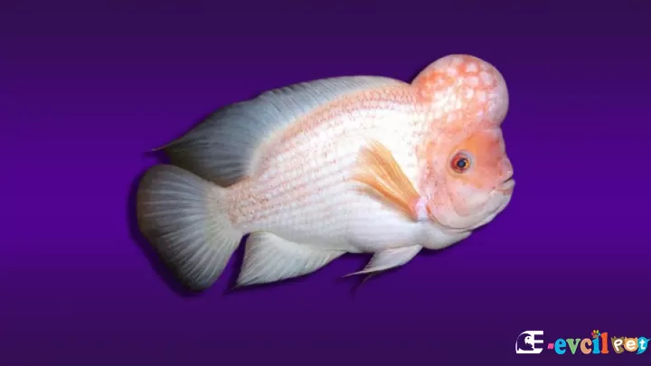 Midas Cichlid (Amphilophus citrinellus)