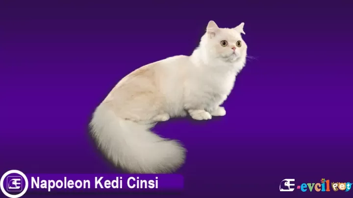 Napolyon Kedi Cinsi