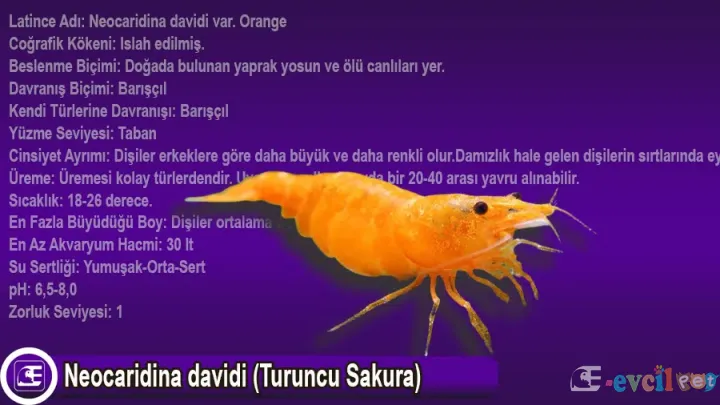 Neocaridina davidi (Turuncu Sakura)