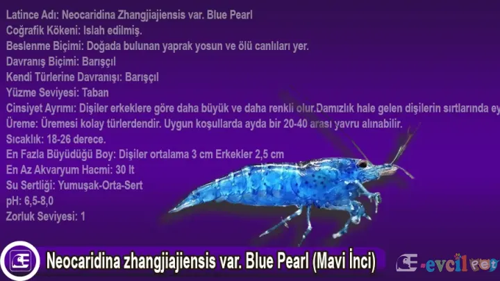 Neocaridina zhangjiajiensis var. Blue Pearl (Mavi İnci)