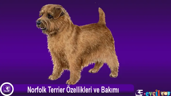 Norfolk Terrier Özellikleri ve Bakımı