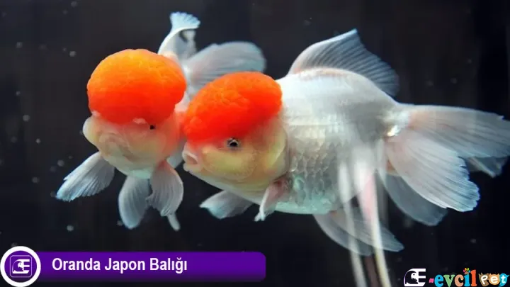 Oranda Japon Balığı Bakımı ve Özellikleri