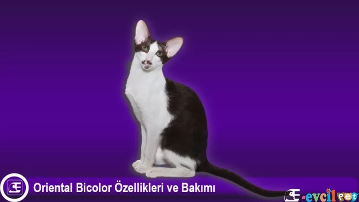 Oriental Bicolor Özellikleri ve Bakımı