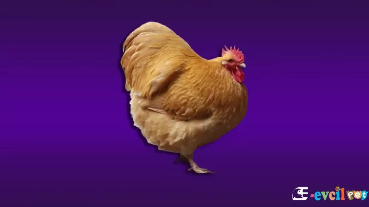 Orpington Tavuk Irkı