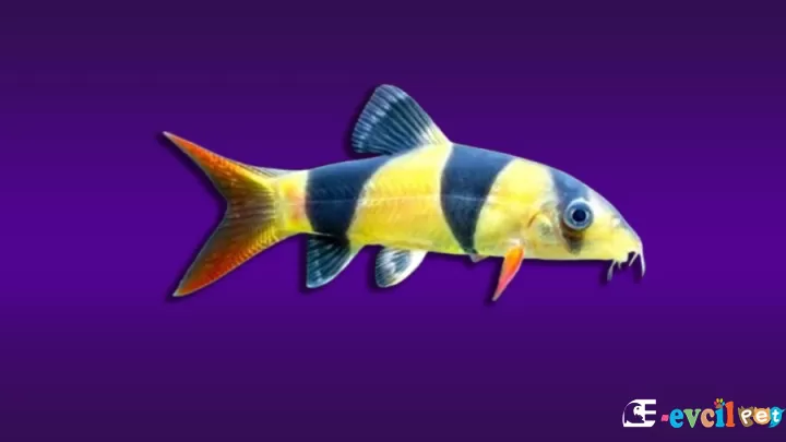 Palyaço Botia (Clown loach)