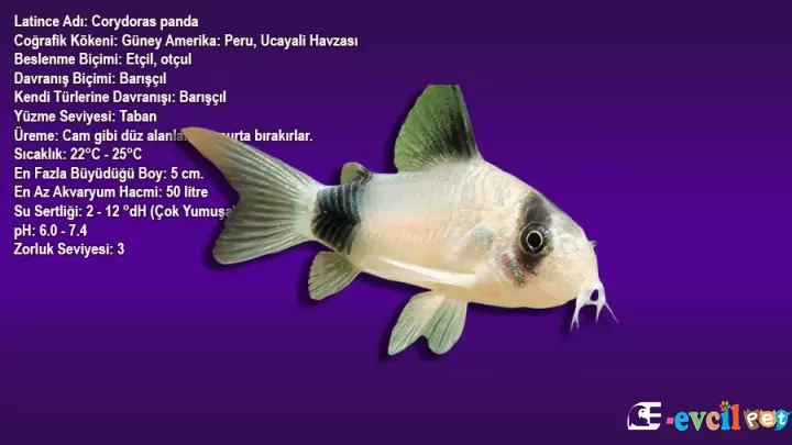 Panda Çöpçü Balığı (Corydoras panda)